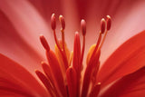 Red Camellia: The Secret Beauty Elixir